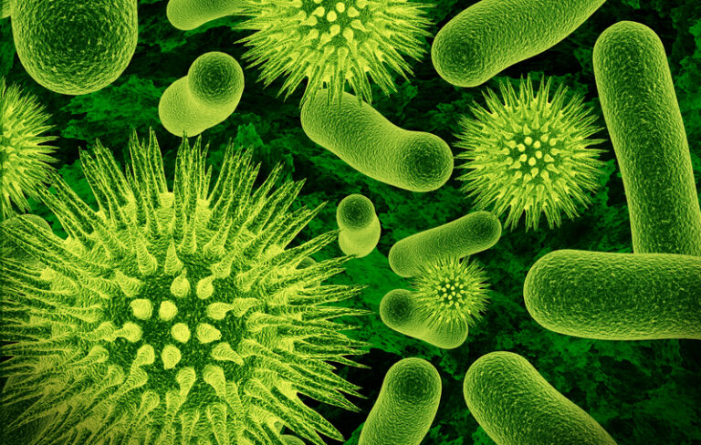 image of various bacteria species
